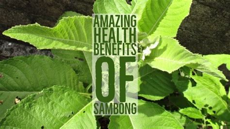 benefits of sambong leaves|Blumea balsamifera .